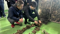 Hàu, sò Nhật Bản chết hàng loạt chưa rõ nguyên nhân, chính phủ điều tra khẩn