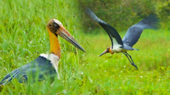 Già đẫy Java quý hiếm xuất hiện ở Vườn quốc gia U Minh Thượng