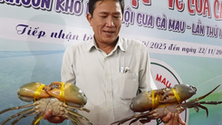 Người trong cuộc nói về các con cua Cà Mau khổng lồ đoạt giải ‘vua cua’ 2025