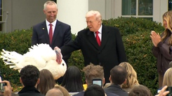 Cặp gà tây ở qua đêm tại khách sạn và thoát cảnh 'lên bàn tiệc' nhờ được ông Trump ân xá