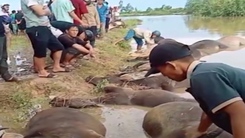 Lũ tràn về trong đêm, 23 con trâu bị ngạt nước chết ở Đắk Lắk
