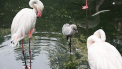 Thảo cầm viên Sài Gòn có lứa hồng hạc con ấp tự nhiên đầu tiên sau 20 năm