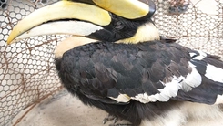 Cận cảnh chim hồng hoàng quý hiếm nặng 2,5kg bay vào ruộng lác nhà dân