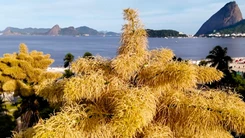 Ngắm cọ talipot quý hiếm nở hoa một lần duy nhất trong vòng đời hơn 60 năm