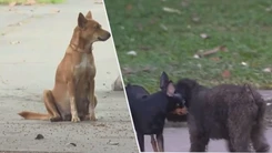 Góc nhìn trưa nay: Người nuôi đồng tình hay lo lắng khi TP.HCM siết kê khai chó mèo?