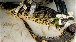 Video người dân bắt trói cá sấu trong ao gần nhà ở Cà Mau