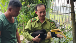 Người dân liên tiếp bắt được chim hồng hoàng ở Xuân Thới Sơn, TP.HCM