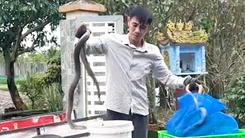 Phát hiện xe khách giường nằm chở gần 700 con rắn hổ mang, nặng gần 1 tấn