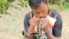 Video người đàn ông Ấn Độ 'hô hấp nhân tạo' cứu sống con rắn bị điện giật