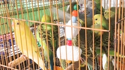 Tạm giữ 341 con chim cảnh bán trong cửa hàng không có hồ sơ hợp pháp