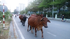 Bò thả rông đi lang thang giờ cao điểm ở khu đô thị Đại học Quốc gia TP.HCM