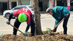Di dời cây xanh đã chặt, bị 'bỏ quên' ven đường cả tháng trời ở Nghệ An