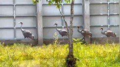 Đưa 6 con sếu đầu đỏ vào khu bảo tồn chuyên biệt thuộc Vườn quốc gia Tràm Chim