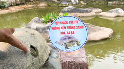 Hạt kiểm lâm nói gì về việc chùa Linh Ứng treo biển: 'Không nên phóng sanh rùa'?