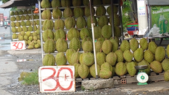 Vì sao sầu riêng miền Tây bán lề đường chỉ 30.000 đồng/kg?