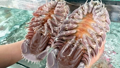 Xác minh vụ khách ăn bọ biển giá 1,8 triệu đồng/kg rồi lên mạng tố quán ở Nha Trang 'chặt chém'
