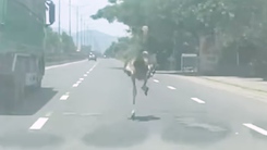 Đà điểu chạy bộ trên quốc lộ 1, nghi là vật nuôi sổng chuồng