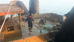 Trục vớt tàu kéo chìm khiến 4 người chết, 5 người mất tích gần đảo Lý Sơn