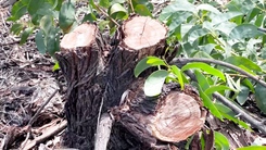 Điều tra vụ hơn 2,5ha rừng phòng hộ ven biển ở Huế bị chặt phá