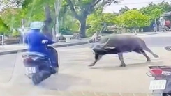 Trâu sổng chuồng lao ra đường, húc gãy xương sườn người phụ nữ chạy xe máy