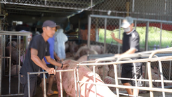 Lời khai của chủ cơ sở thu mua, vận chuyển heo dịch làm thực phẩm bán ra thị trường