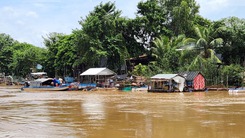 Nước lũ đầu nguồn đổ về An Giang, cá linh xuất hiện sớm, người dân vui mừng