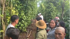 Người phụ nữ bị sát hại tại nhà nghỉ: Nghi phạm trốn vào rẫy cà phê uống thuốc độc, đã chết
