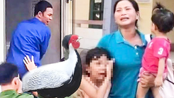 Vụ bán 10 con gà lôi con bị tuyên 6 năm tù: Kiến nghị kháng nghị toàn bộ bản án