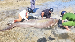 Bò biển nặng 300kg mắc cạn ở Côn Đảo, người dân cứu hộ bất thành