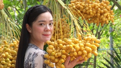 Du khách thích thú chụp ảnh tại vườn chà là trĩu trái ở Đồng Tháp