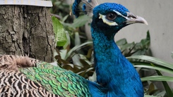 Thấy chim công quý hiếm đậu trên ban công, bảo vệ chung cư bắt giao kiểm lâm