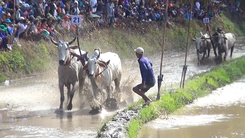 Rộn rã Lễ hội đua bò chùa Rô ở An Giang