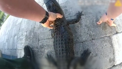 Video sĩ quan cảnh sát tay không bắt cá sấu trong bể bơi gây sốt