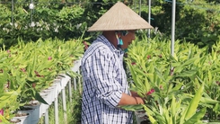 Góc nhìn trưa nay: ‘Săn tìm’ các giống hoa độc lạ, phát triển làng nghề hoa