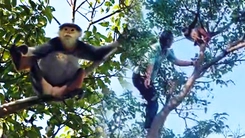 Nhóm săn ảnh cứu voọc chà vá chân nâu bị dính bẫy gãy xương ở núi Sơn Trà