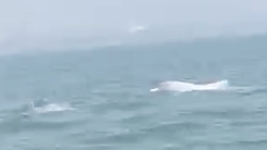 Đàn cá heo khoảng 15 con xuất hiện gần bờ biển Sầm Sơn