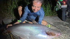 Câu cá vồ dài hơn 1 mét, nặng cả chục ký ở U Minh Thượng