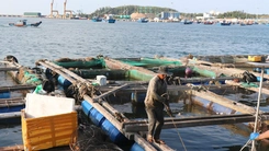 Lồng bè nuôi thủy sản lấn luồng hàng hải cảng Dung Quất tiềm ẩn nguy cơ tai nạn