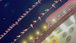 Chim én 'tạm trú' quá lâu, người dân Cần Thơ vừa vui vừa khổ