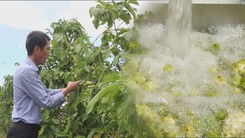 Góc nhìn trưa nay: Làm giàu từ cây nhàu trên vùng đất U Minh Hạ