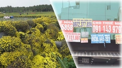 Góc nhìn trưa nay: Nhà vườn vứt bỏ hàng nghìn chậu cúc mâm xôi; Cá nhân có nhà cho thuê, phải kê khai thuế