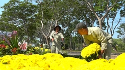 Chính quyền địa phương ra tay giải cứu cúc mâm xôi nở sớm, nông dân Sa Đéc 'có Tết'