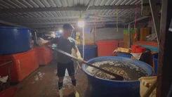Góc nhìn trưa nay: Cơ sở ngâm 3.000 tấn ốc bươu với hóa chất công nghiệp tinh vi ra sao?