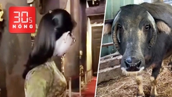 Bản tin 30s Nóng: Tạm đình chỉ nữ hướng dẫn viên nói ‘phản động Tây Sơn'; Độc lạ trâu sừng mọc ngược