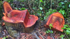 Chuyển hồ sơ sang công an điều tra vụ đốn 42 cây xà cừ ở Sóc Trăng