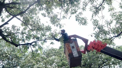 Công nhân cắt tỉa hoa sữa trên đường phố Hà Nội để giảm mùi hương 