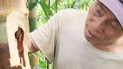 Săn ‘đặc sản’ sâu măng ở vùng cao Thanh Hóa