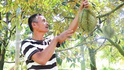 Người nông dân xây nhà tiền tỉ nhờ tiên phong trồng sầu riêng ở Đà Nẵng