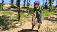 Hàng ngàn cây phi lao trồng ven biển chết khô, lãnh đạo xã ở Quảng Ngãi nói gì?