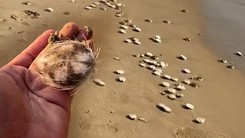 Video chuyên gia nói về hiện tượng hàng trăm con cầu gai cát dạt vào bờ biển Nha Trang
